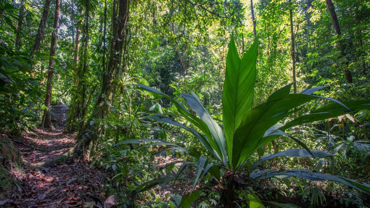 Esquinas Rainforest Lodge Golfito Ngoại thất bức ảnh